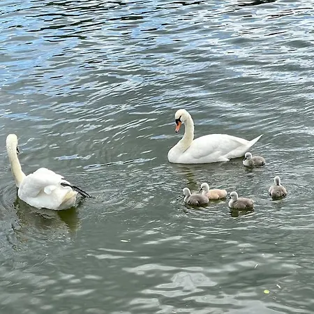Modern-gemütliche Wohnung, Ganz Neu, In Neuenheim, *