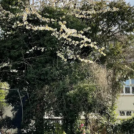 Modern-gemuetliche Wohnung, Ganz Neu, In Neuenheim, Χαϊδελβέργη